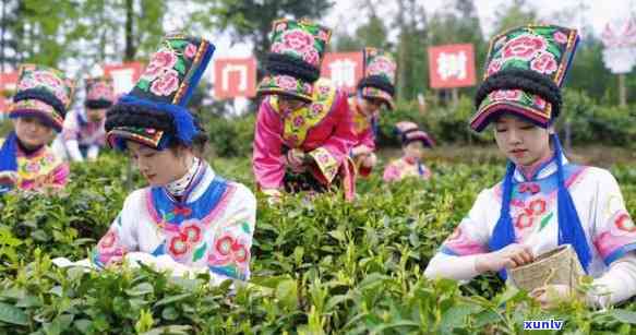 北川羌茶：究竟由何种茶叶制成？