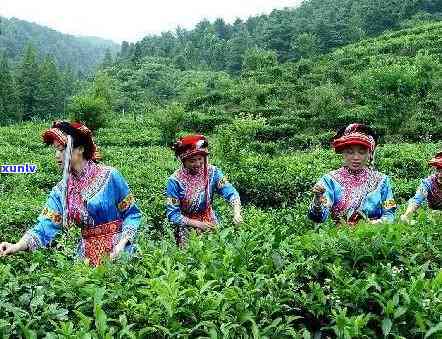 北川羌茶：究竟由何种茶叶制成？