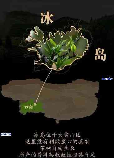 冰岛茶出自哪里，探究冰岛茶的起源地：神秘的茶叶故乡在哪里？