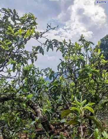 冰岛古树茶在哪个山头，揭秘冰岛古树茶的生长地：哪个山头孕育了这一独特佳饮？