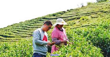 在水一方茶叶是绿茶吗，揭秘茶叶种类：在水一方是否属于绿茶？