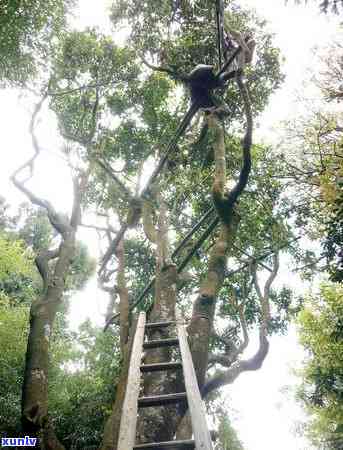 探究冰岛古寨茶高价原因：一探几个知名，解读口感特点与价值所在