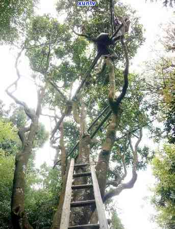 探究冰岛古寨茶高价原因：一探几个知名，解读口感特点与价值所在