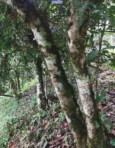 800年树龄冰岛古树生茶深山，探秘千年古树：800岁冰岛生茶在深山中的生长历程