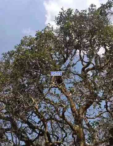 800年树龄冰岛古树生茶深山，探秘千年古树：800岁冰岛生茶在深山中的生长历程