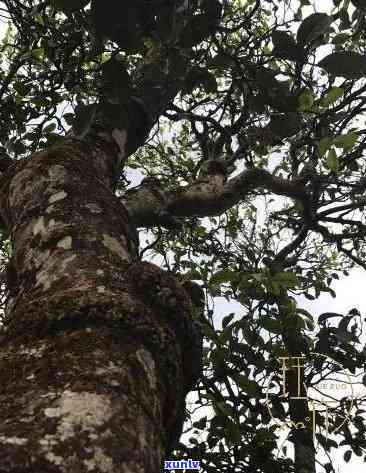 800年树龄冰岛古树生茶深山，探秘千年古树：800岁冰岛生茶在深山中的生长历程