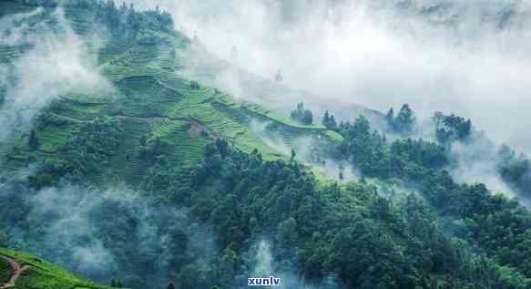 保山冰岛茶热带雨林-云南冰岛茶山