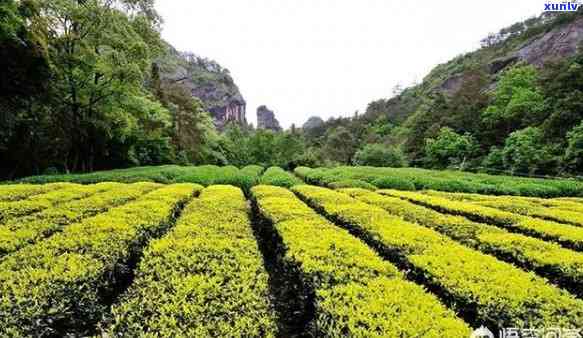 普洱茶口感清淡，适合减肥饮用