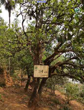 冰岛茶是什么地方的茶叶，揭秘冰岛茶：探究其产地与品种特性