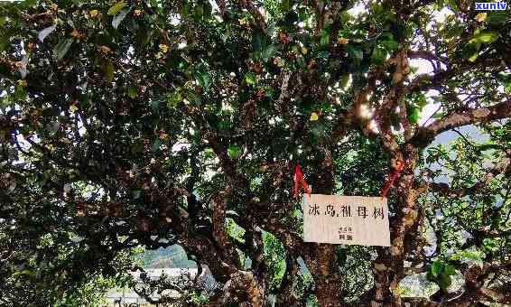 冰岛大树茶普洱茶，探索独特口感：冰岛大树茶普洱茶的魅力