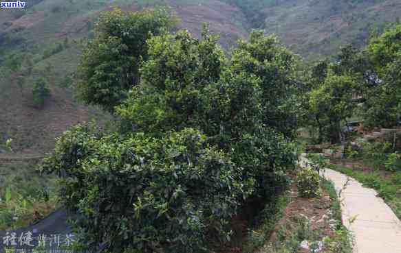 老寨冰岛古树普洱茶，品味千年老寨，探寻冰岛古树普洱茶的韵味