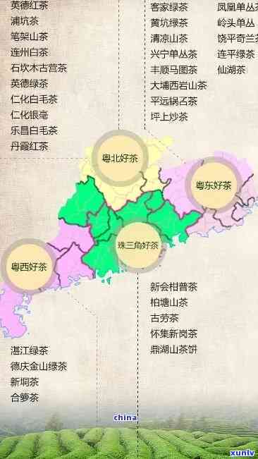 广东茶叶排行榜前10名：揭秘知名及市场地位