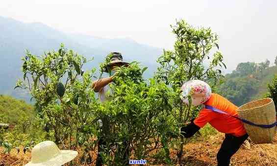 双江冰岛茶 *** 过程-双江冰岛茶多少钱一斤