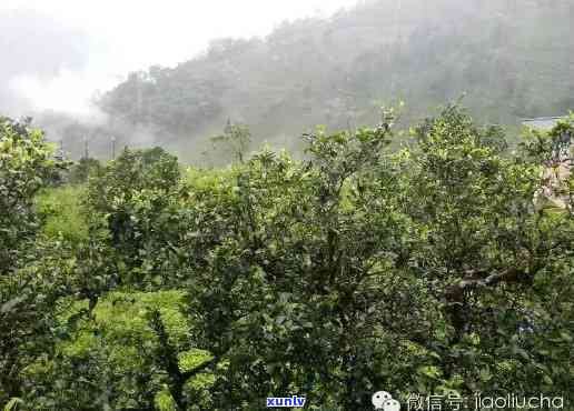 双江双龙古茶园茶厂冰岛古茶，探访云南双江双龙古茶园，品味冰岛古茶的独特魅力