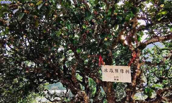 双江双龙古茶园茶厂冰岛古茶，探访云南双江双龙古茶园，品味冰岛古茶的独特魅力