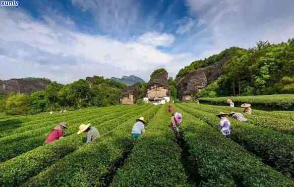 武夷山生产什么茶叶，揭秘武夷山的茶叶：哪些值得推荐？