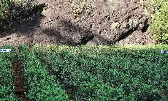 普洱茶中的有害物质：探究其潜在风险与健影响