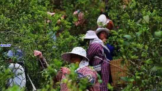 冰岛古树茶采摘直播-冰岛古树茶采摘直播视频