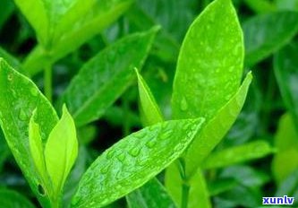 茶叶的级别是不是越高越好，茶叶级别：价格越高就越好吗？