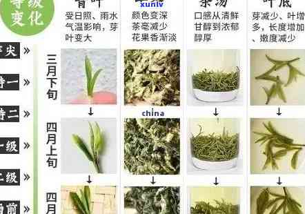 茶叶级别越高越好吗-茶叶级别越高越好吗为什么