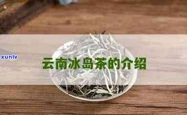 云南冰岛茶的介绍词-云南冰岛茶的特点