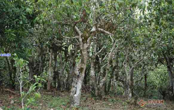 冰岛坝歪古树茶历-冰岛坝歪古树茶特点