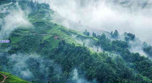 冰岛是哪个茶山？详解其别称、地区、归属及山头来源