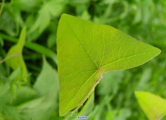 冰岛古树茶王老叶子-冰岛古树茶王老叶子图片