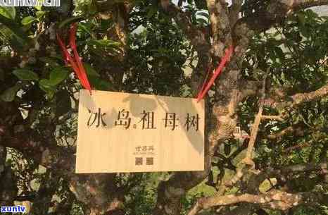 云南勐库冰岛古树茶-云南勐库冰岛古树茶价格