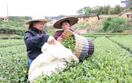 '景迈普洱茶特点口感，价格及评价：哪个茶区产的？'