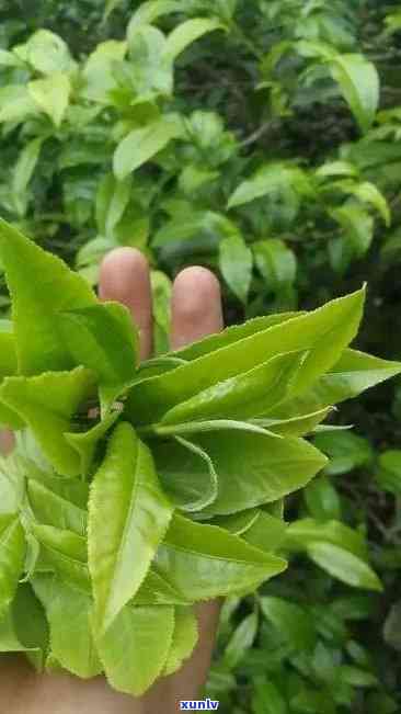 冰岛台地茶有冰糖甜香味吗，探究冰岛台地茶的独特香气：是否有冰糖般的甜味？