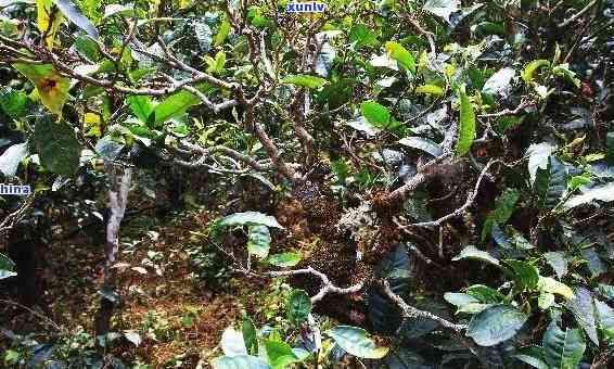 冰岛大树茶普洱茶，探索冰岛大叶种普洱茶的独特魅力