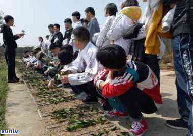 上茶场主要生产哪些茶？