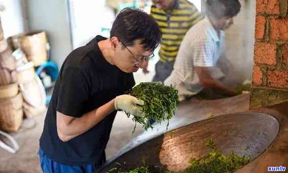 冰岛茶 *** 过程，探索冰岛茶的 *** 过程：从采摘到饮用的全过程解析