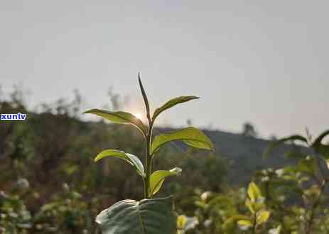 冰岛古树茶泡法：冲泡技巧、 *** 过程与功效全解析