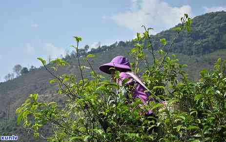 冰岛老寨古树茶治疗-冰岛老寨古树茶的特点