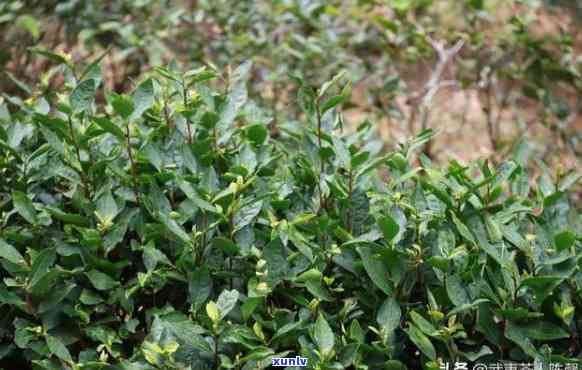 野生露是什么茶叶？看图了解其形态与食用 *** ，还附带福建野生露茶及野生草作用解析