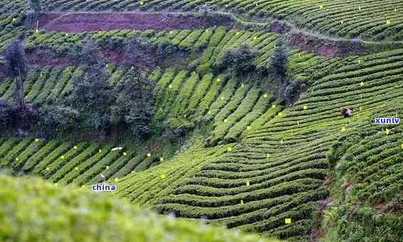 四川成都产什么茶叶-四川成都产什么茶叶最多