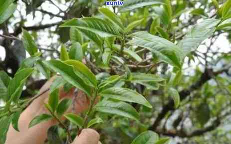 冰岛茶多少钱一饼，冰岛茶的价格：每饼多少钱？