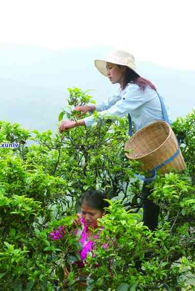 冰岛茶是新茶好还是旧茶好，探讨冰岛茶的口感：新茶与旧茶哪个更胜一筹？