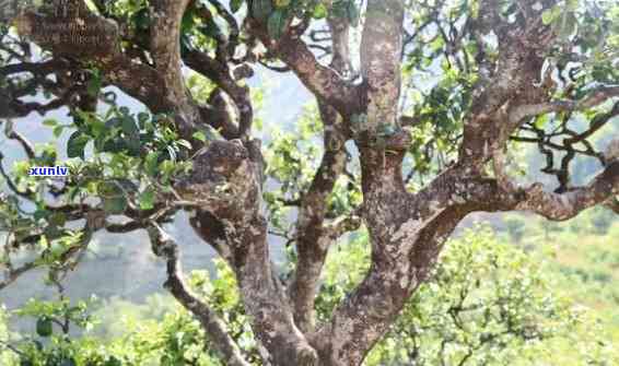 冰岛藤条古树普洱茶生茶多少钱一斤，探究冰岛藤条古树普洱茶生茶的市场价格，一斤究竟价值多少？