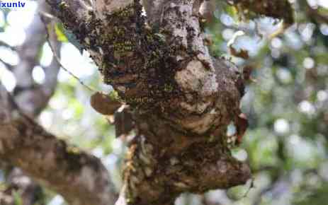 云南大山里的冰岛茶：品种、名称、特点及产地解析