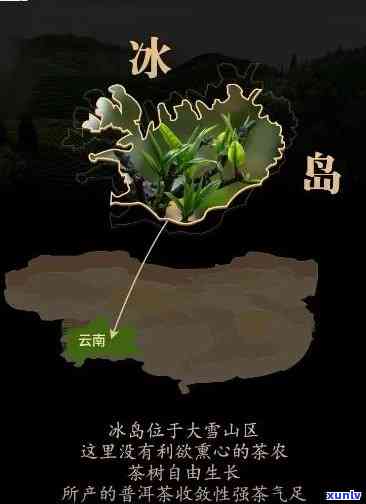 云南大山里的冰岛茶：品种、名称、特点及产地解析