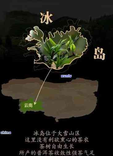 冰岛茶核心产区，探寻冰岛茶的源头：揭秘冰岛茶的核心产区