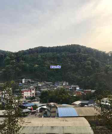 勐库冰岛古树茶地界-勐库冰岛古树茶价格