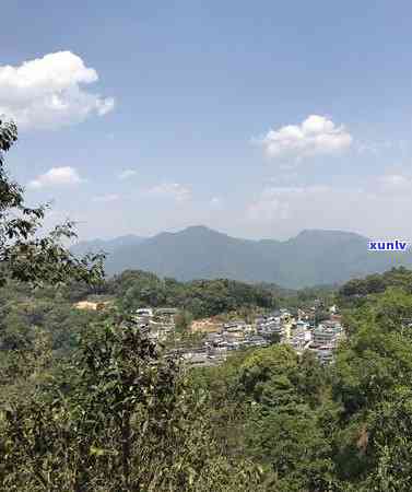 勐库冰岛古树茶地界-勐库冰岛古树茶价格