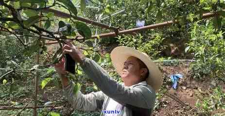 冰岛老寨古树茶介绍图片大全及价格、口感特点和单株价格解析