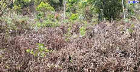 冰岛老寨古树茶口感，探索冰岛老寨古树茶的独特口感