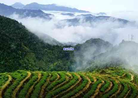 冰岛茶与勐海茶的区别，探究冰岛茶与勐海茶的差异：一场味觉之旅