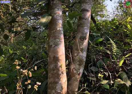 勐海冰岛茶200克-勐海有冰岛茶吗